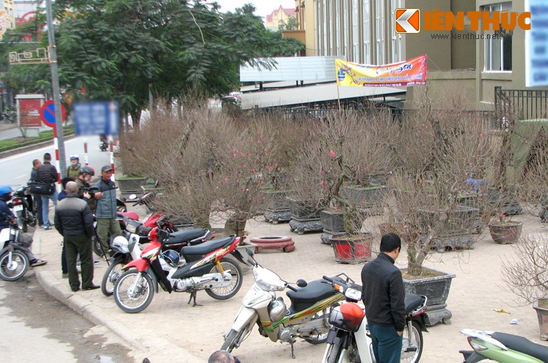 Ha Noi: Hoa dao ron rang “xuong pho” don tet Binh Than-Hinh-12